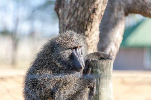 baboon sitting on a background of tree, Kenya, Africa