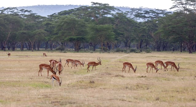 antelopes on a background of green grass