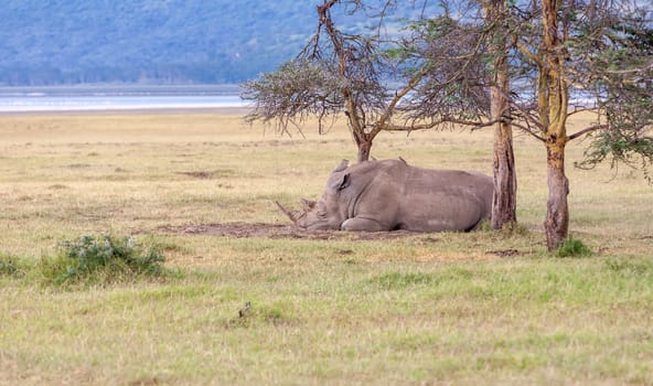 Safari -   sleeping rhino on the background of savanna