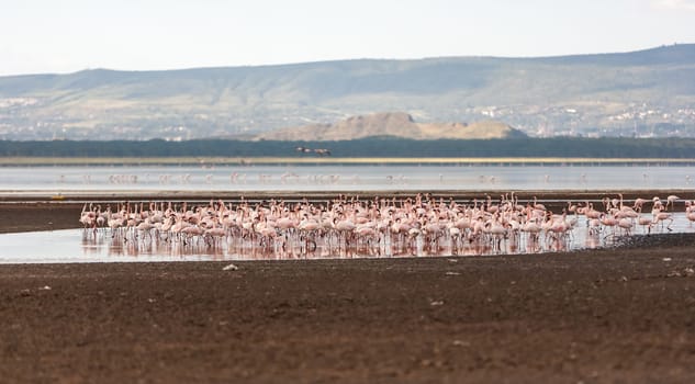 Flock of greater  pink flamingos in Kenya, Africa