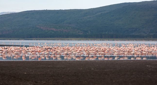 Flock of greater  pink flamingos in Kenya, Africa