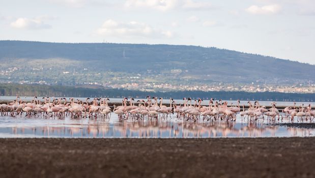 Flock of greater  pink flamingos  in Kenya, Africa