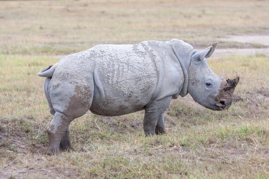 Safari -  white rhino on the background of savanna