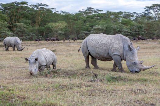 Safari - rhinos on the background of savanna