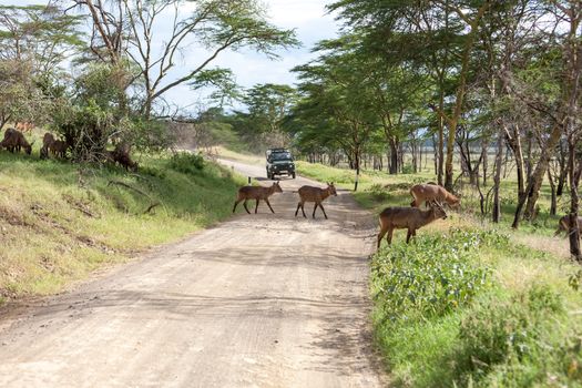 antelope on a background of road. Safari in Africa