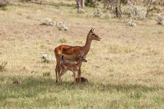 antelope and her cub on a background of green grass