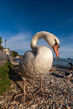 white duck on blue sky as background. Lake Garda, Italy