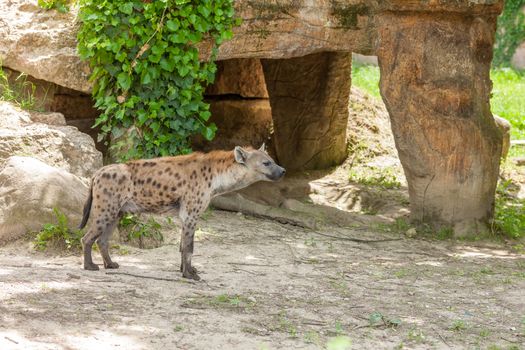 The  wild hyena wandering  in zoo. Italy