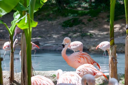 pink flamingo in the pond. Zoo in Italy