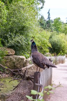 Guinea fowl in zoo Park . Africa