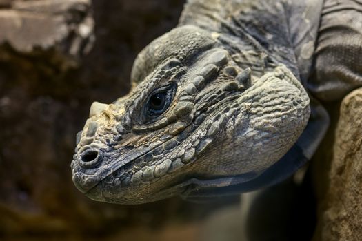 Close-up portrait of an iguana head. zoo in Italy