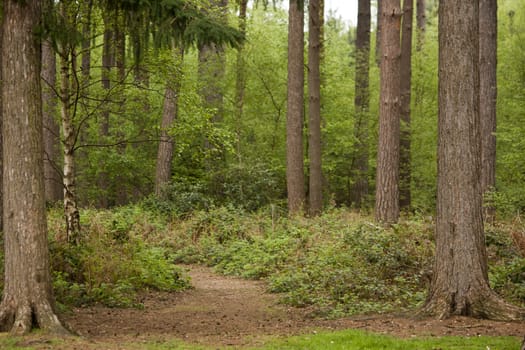 Beautiful English woodland scene with light coming though the trees.