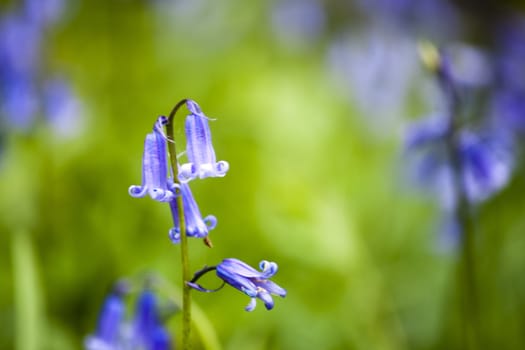 Close up image of Bluebells growing in the wods