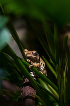 Brown frog on green stems. Zoo. Close-up portrait