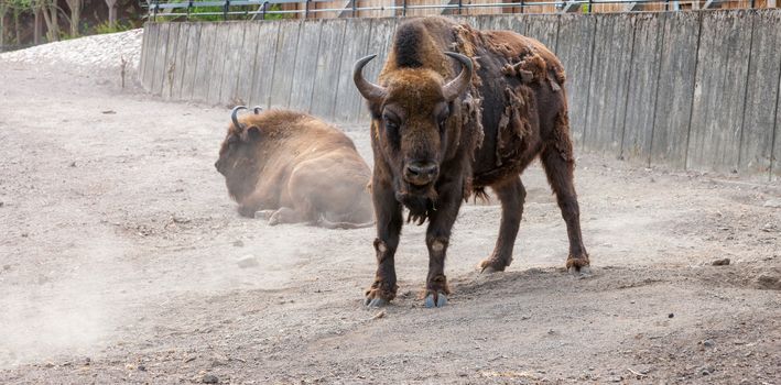 bison with peeling hair on the background of the earth