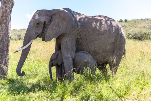 African elephant family walking in the savanna