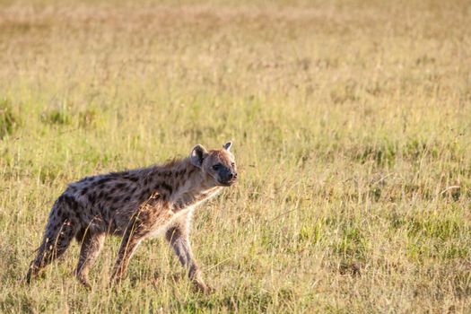 Hyena wandering the plains of the Kenya Africa