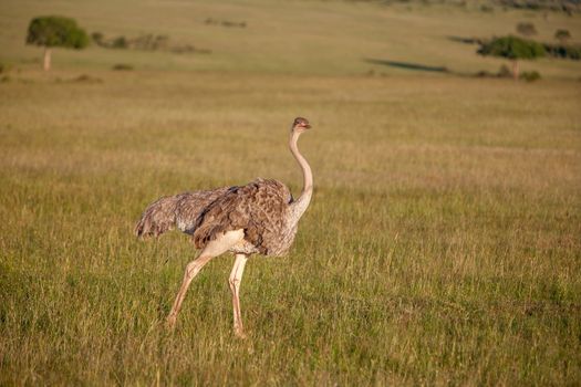 Ostrich  walking on savanna in Africa. Safari in Amboseli, Kenya