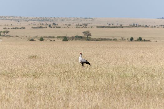 Secretarybird or secretary bird in the savannah of Kenya, Africa