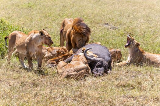 Lions Feeding - lions eats the prey against the backdrop of the savannah, Kenya, Africa
