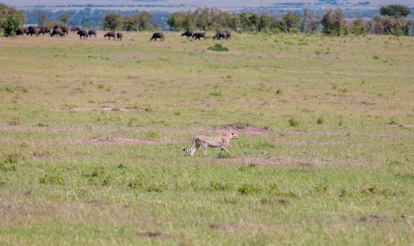 portrait of a cheetah on a background of savanna