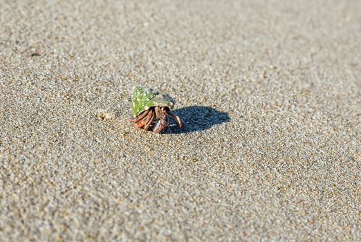 hermit crab on the beach on sand background.Close-up 