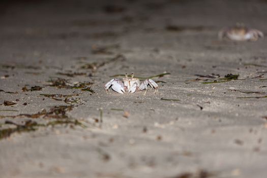 The gray crab on  the gray sand