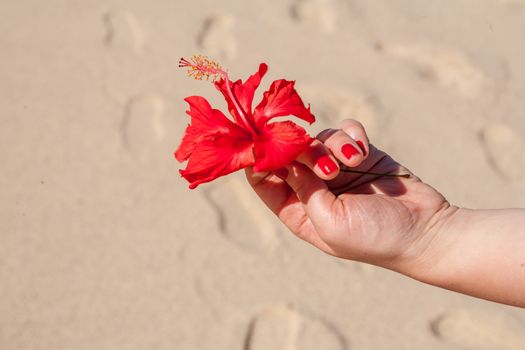 The woman hands holding the red flower