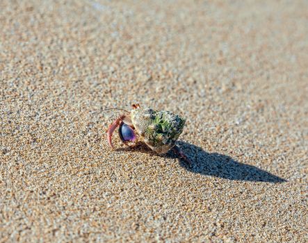 hermit crab on the beach on sand background.Close-up 