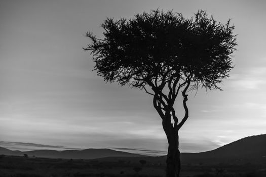African sunset in Kenya - lonely tree on sky background. colorless photo