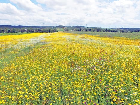 Aerial from blossoming field in spring in Portugal