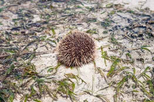 The sea hedgehog lays on a sea sand