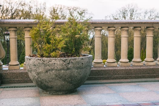 thuja in hemispherical concrete pot,summer garden decoration