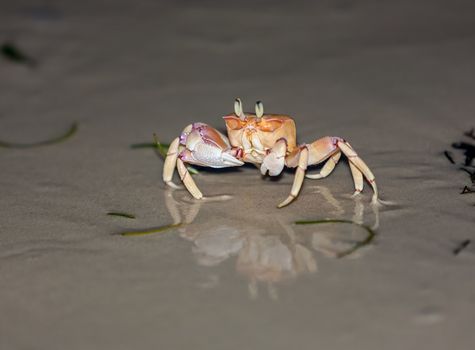 the colorful  Crab on  the gray sand