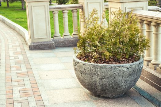 thuja in hemispherical concrete pot,summer garden decoration