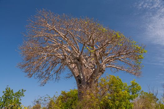 The dry tree and the blue sky 