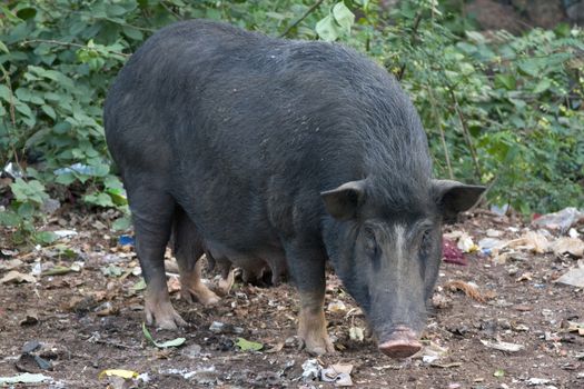 Black pig digging and looking for food in the ground. India, Goa.