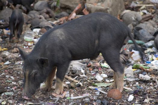 Black pig digging and looking for food in the ground. India, Goa.