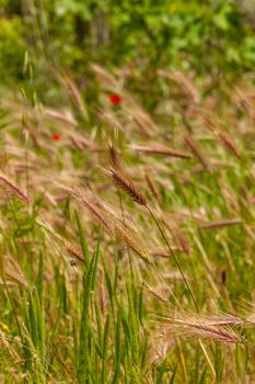 Young wheat growing in green farm field close-up