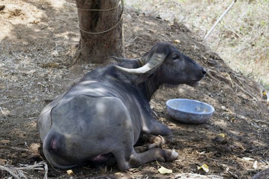 Black buffalo lying on the ground. India  Goa.