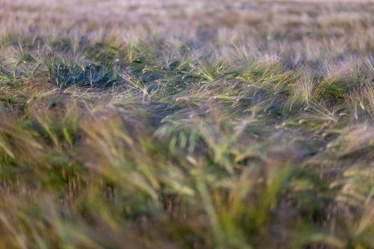 Young wheat growing in green farm field close-up with dew drops