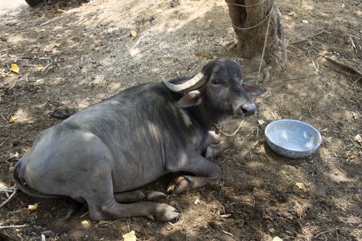 Black buffalo lying on the ground. India  Goa.