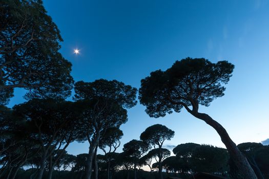 Beautiful sunset on the background of Italian pines