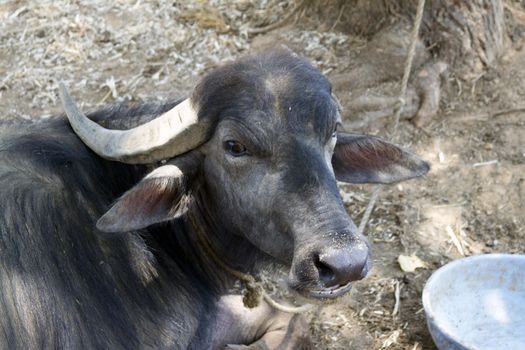 Black buffalo lying on the ground. India  Goa.