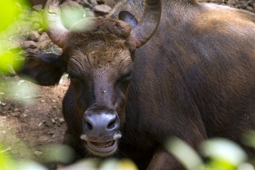 Brown cow lies on the ground. India Goa.