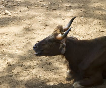 Brown cow lies on the ground. India Goa.