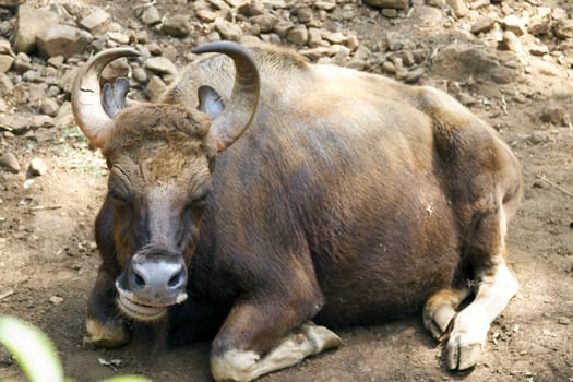 Brown cow lies on the ground. India Goa.