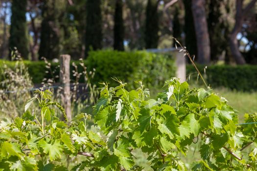 young green unripe wine grapes against the backdrop of a plantation