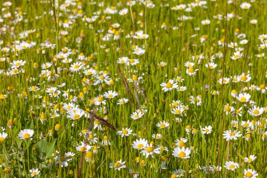 The meadow of spring white wild daisies