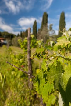 young green unripe wine grapes against the backdrop of a plantation